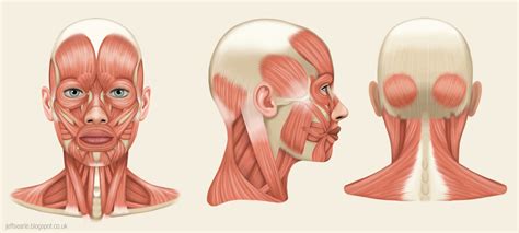 Jeff Searle: Muscles of the head and neck