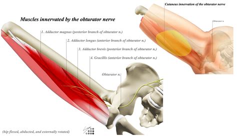 Obturator Nerve In Pelvis