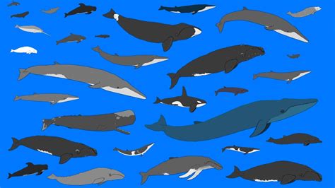 Whales and Dolphins - Animated Size Comparison - What is the largest whale? (NEW) - YouTube