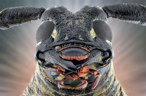 Face your fears: extreme creepy-crawly close-ups – in pictures | Insect eyes, Pictures of ...