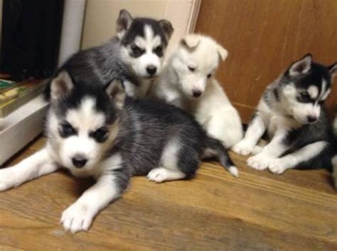 Siberian/malamute husky puppies for Sale in Pueblo, Colorado Classified | AmericanListed.com