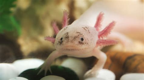 The Sad Reason Wild Axolotls Are Critically Endangered