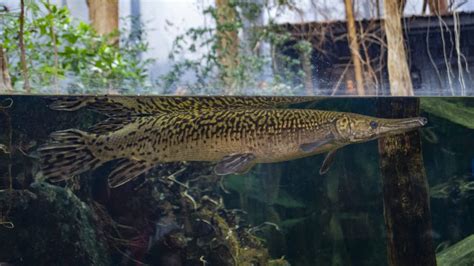 Alligator Gar · Tennessee Aquarium