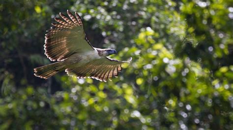 Philippine Eagle Flying