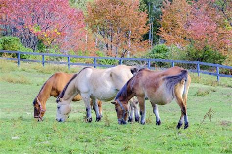 9 Japanese Horse Breeds (with Pictures) | Pet Keen