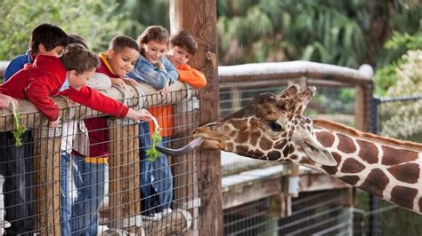 The 4 Big Benefits of Field Trips for Kids - Tip-Top Brain Blog