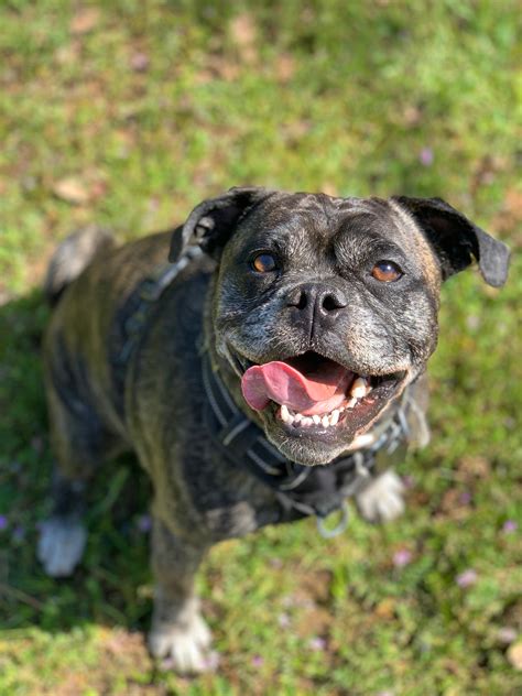 Meet Bug, our old English bulldog / pug mix and certified good doge : r/Bulldogs