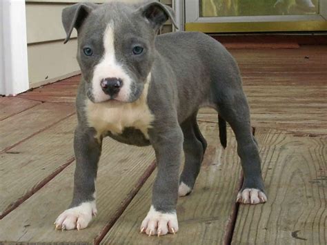 Pin by Jaime Jensen on droolers | American staffordshire terrier puppies, Puppies, Baby dogs