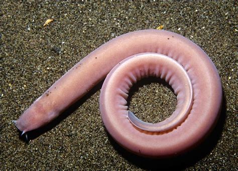 Hagfish - Fishes