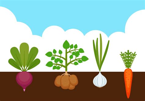 Outstanding Vegetable Garden Vectors 202043 Vector Art at Vecteezy