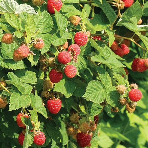 Cold-Hardy Raspberry Plant Collection - Raspberry Plants - Stark Bro's