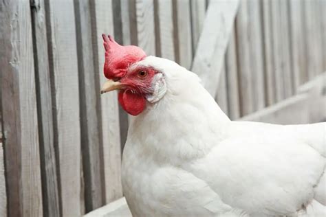 Cornish Cross Chicken: Egg Production, Breed Personality And Care