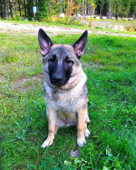 Norwegian Elkhound German Shepherd Mix (Facts & Pictures)