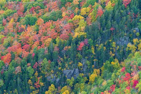 Fall Colors in the White Mountains | Gábor Ruff