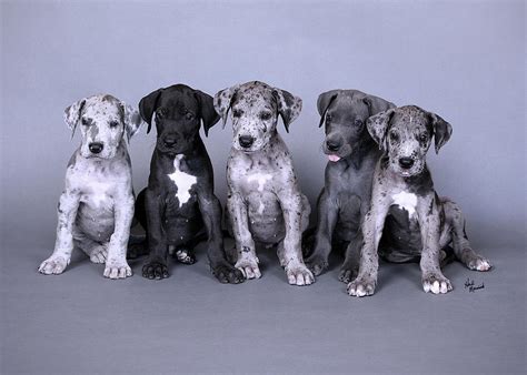 Blue Merle Great Dane Puppies Photograph by Heidi Marcinik