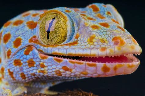 Gecko Teeth: Everything You Need To Know