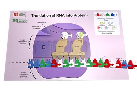 Flow of Genetic Information Kit© – 3D Molecular Designs