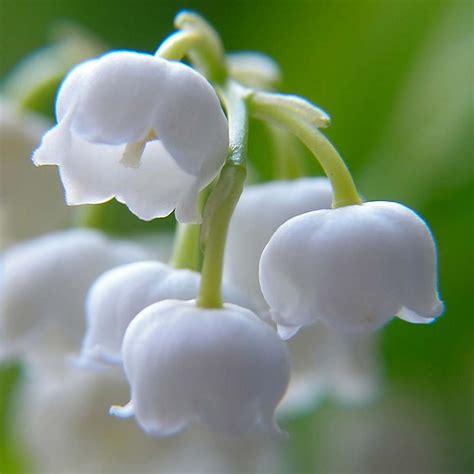 Convallaria Lily of the Valley - Longfield Gardens