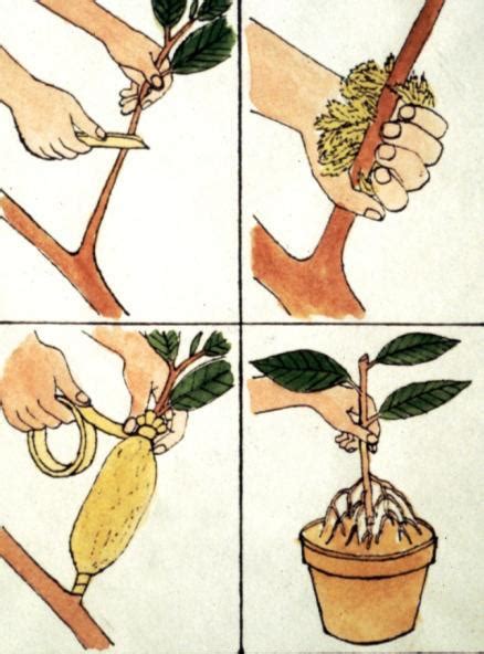 Air layering - A method of propagating your favourite plant