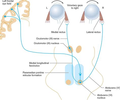 Neuro-Ophthalmic Disorders | Neupsy Key