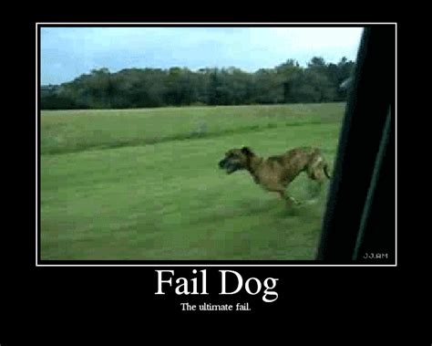 Funny Dog Fails 14 Desktop Wallpaper - Funnypicture.org