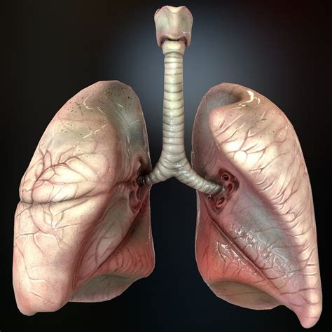 3D human lungs - TurboSquid 1390500