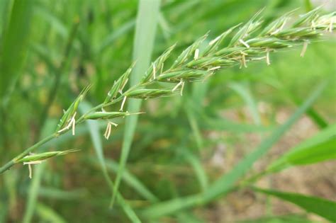 Differences Between Quackgrass vs Crabgrass