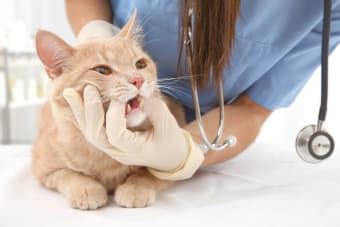 Common Cat Teeth Problems | Redmond Veterinarians