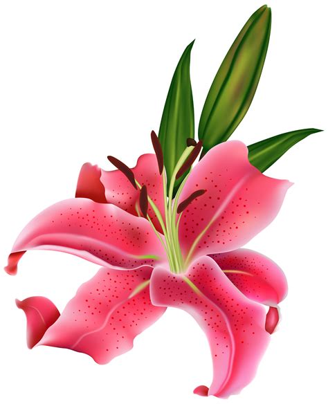 Lily Pink Flower PNG Clipart - Best WEB Clipart