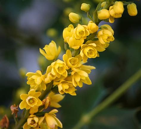 Oregon State Flower Mahonia · Free photo on Pixabay