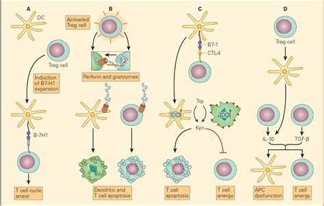 Immune Response to Cancer | Immunopaedia