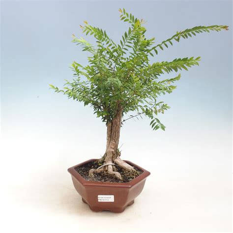 Pokojová bonsai -Phyllanthus myrtifolius- Smuteň - e-Bonsai