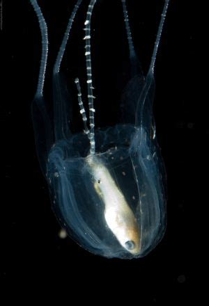 Box jellyfish | Size, Habitat, Venom, & Facts | Britannica