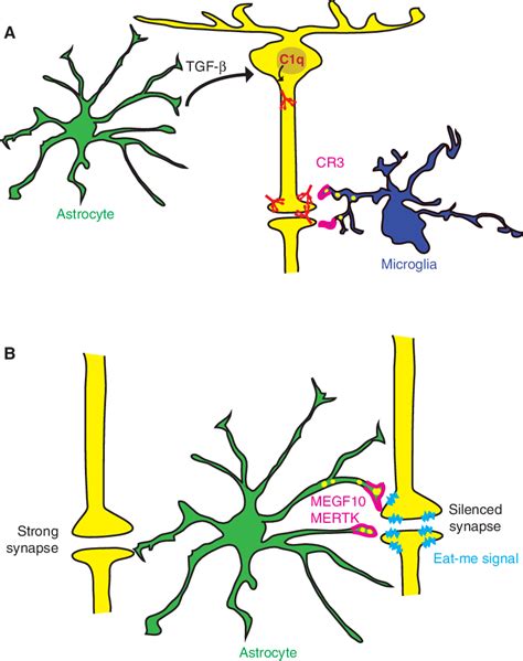 Astrocytes mediate synapse elimination through indirect (A), and direct... | Download Scientific ...