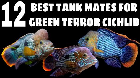 Green Terror Fish Tank Mates