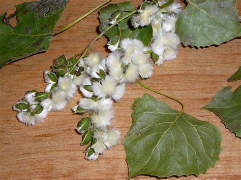 Cottonwood bloom | Sacred plant, Bloom, Tree seeds