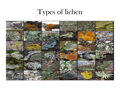 Classification of Lichens - The Different Types of Lichens.