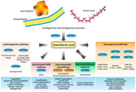 Arachidonic acid review, foods, function, metabolism, benefits & side effects