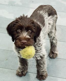 Cute Puppies Picture: Wirehaired Pointing Griffon Puppies