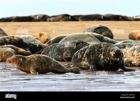 Donna Nook, Grey seals, international, conservation, grey seal colony, low-lying coast, North ...