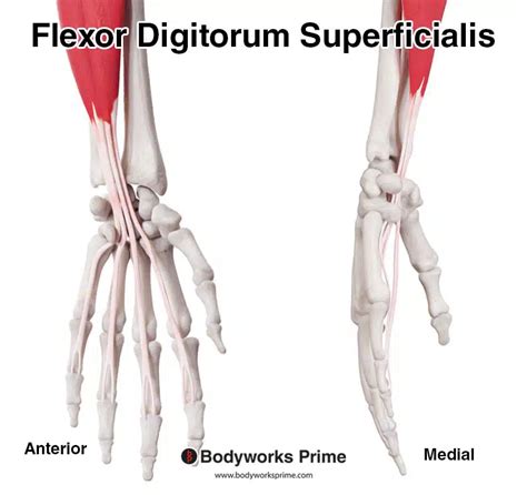 Flexor Digitorum Superficialis Muscle Anatomy - Bodyworks Prime