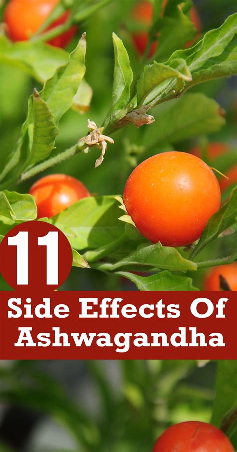 15 Serious Side Effects Of Ashwagandha & Precautions To Take | Holistic ...