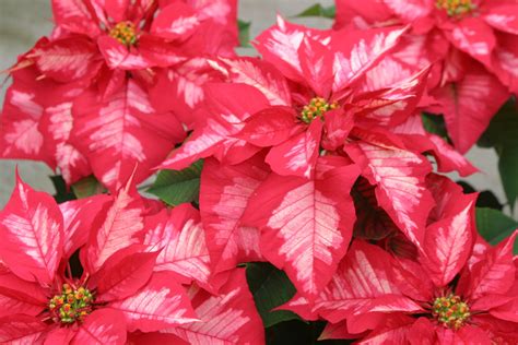 Powell Gardens' Blog: Meet The Poinsettias of 2010