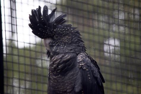 This is a Close Up of a Female Red Tailed Black Cockatoo Stock Photo ...