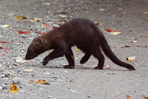 Fishers, weasels, and porcupines. Oh my! - Planet Forward