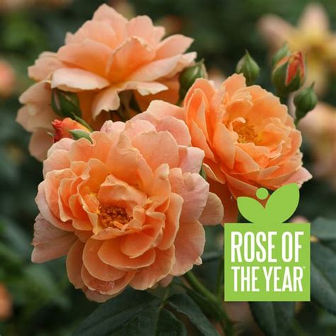 @gardendesignmag: Have a love-hate relationship with your roses? . Before you break up ...
