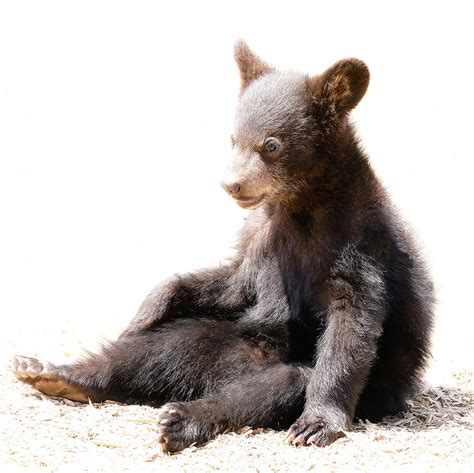 Baby Bear Cub Sitting Photograph by Athena Mckinzie - Pixels