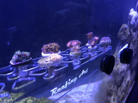 How to make a frag rack That looks nice | Reef2Reef