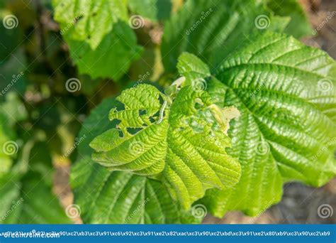 Damaged Nut Garden Diseases. Closeup of Hazelnut Leaves with ...