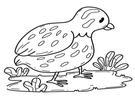 Color Page Quail - Free Printable Coloring Pages